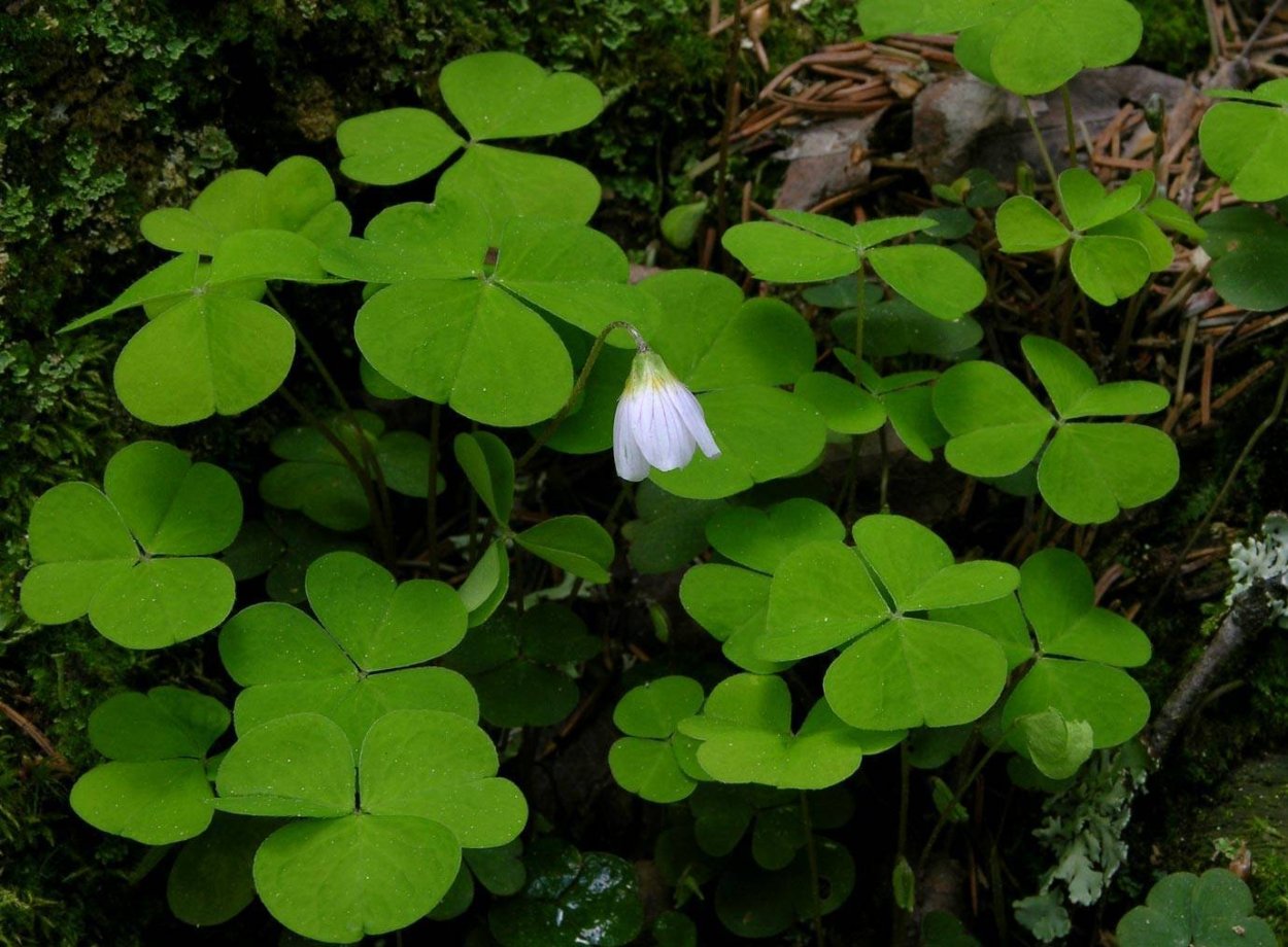 Acetosella Кислица