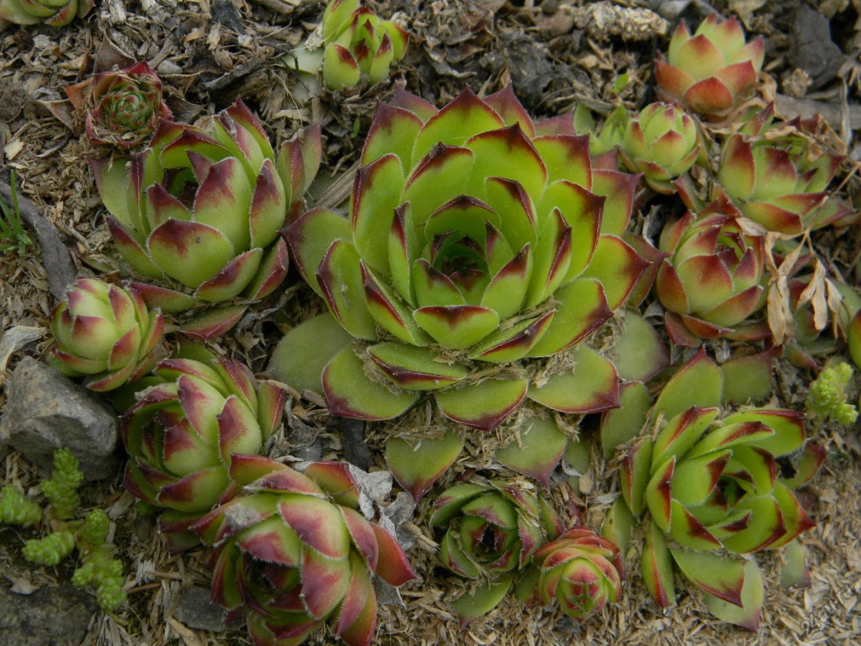 Кислица Oxalis acetosella