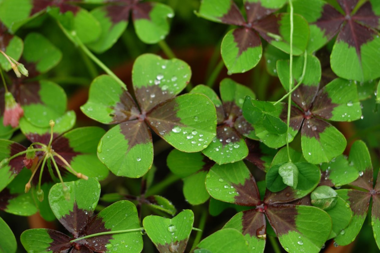 Оксалис Кислица зеленая