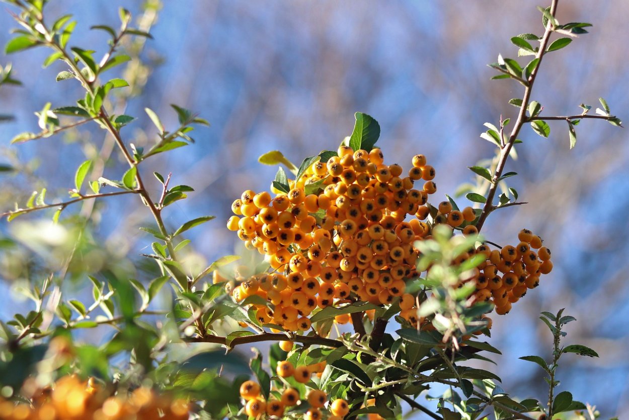 Ягода оранжевая с шипами