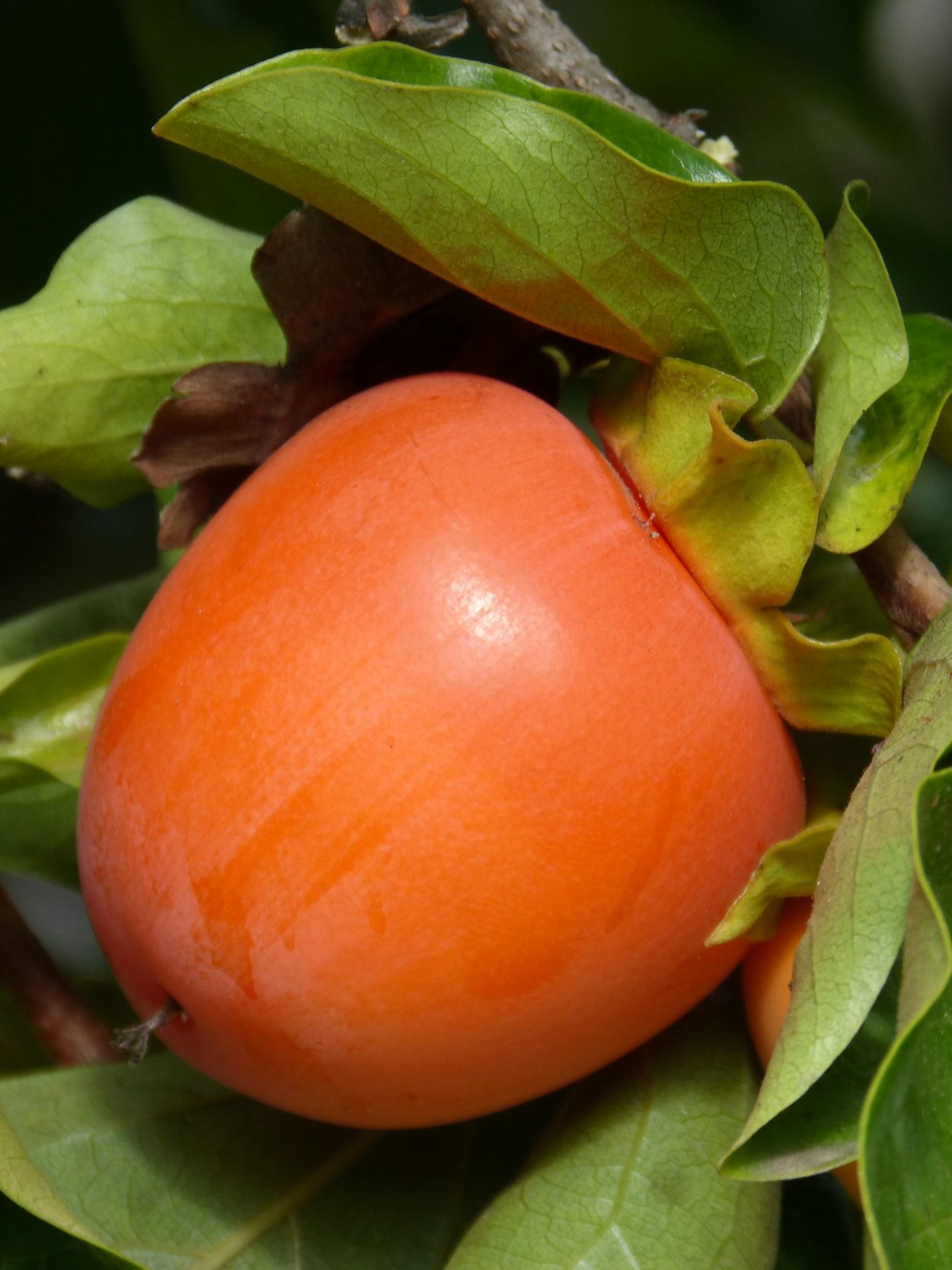 Жимолость куст оранжевые ягоды