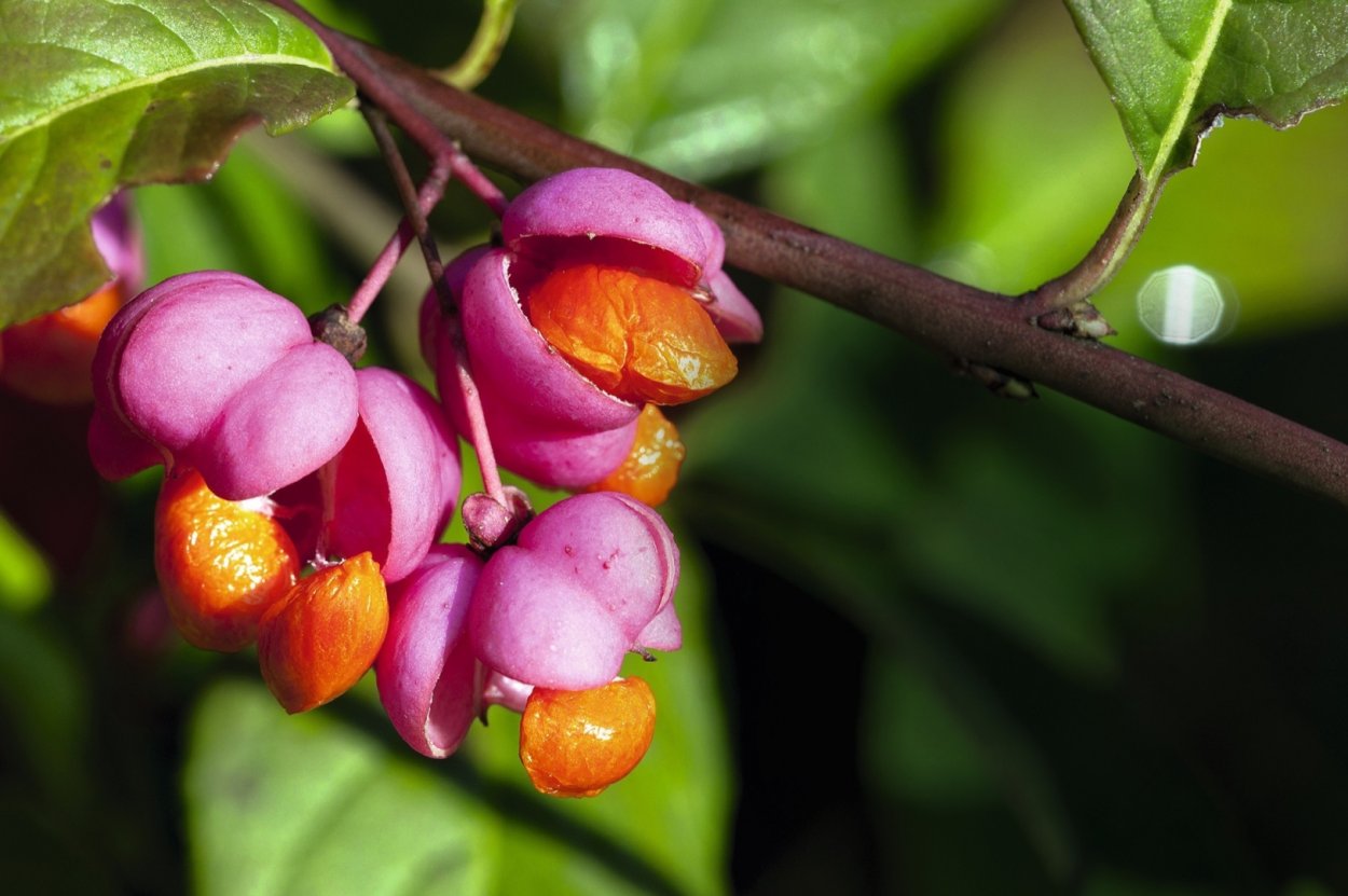 Дикий мандарин кумкват