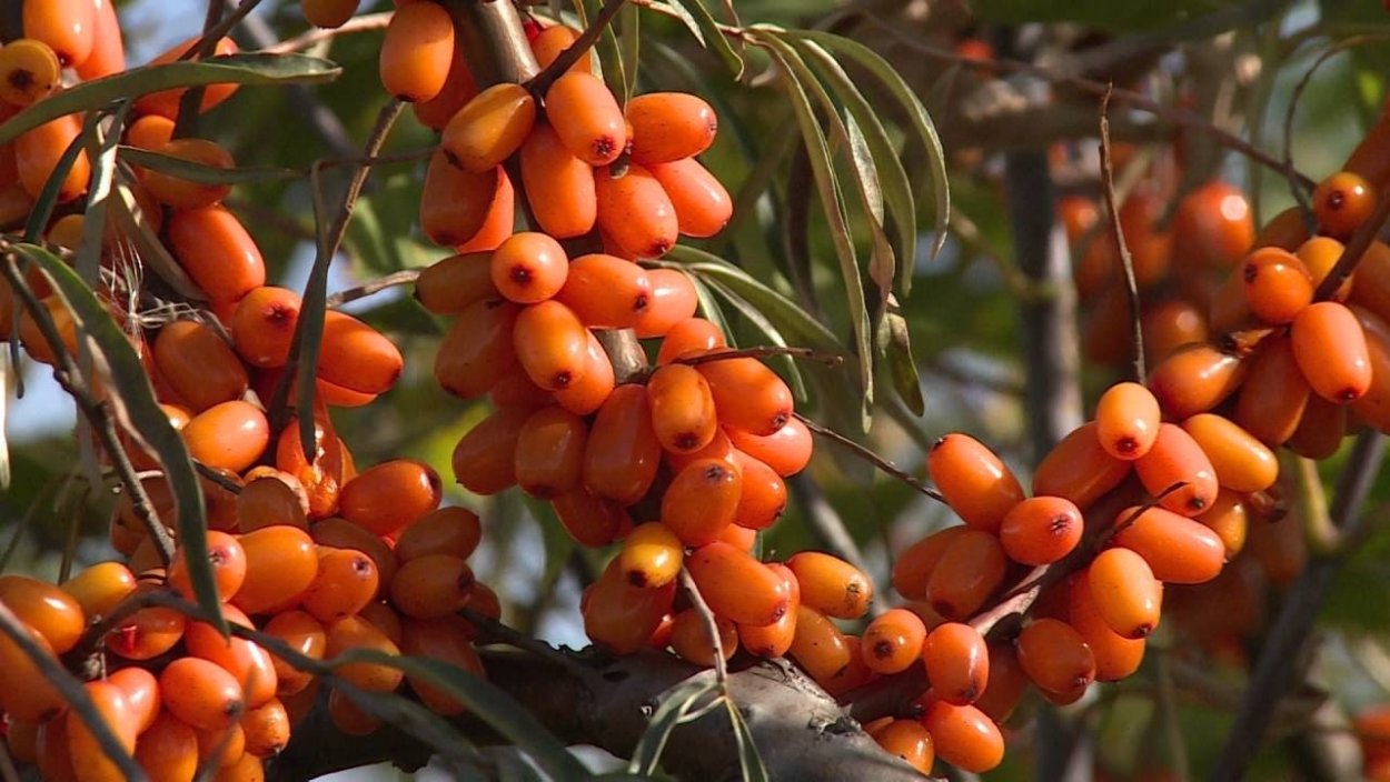 Паслен оранж Берри куст