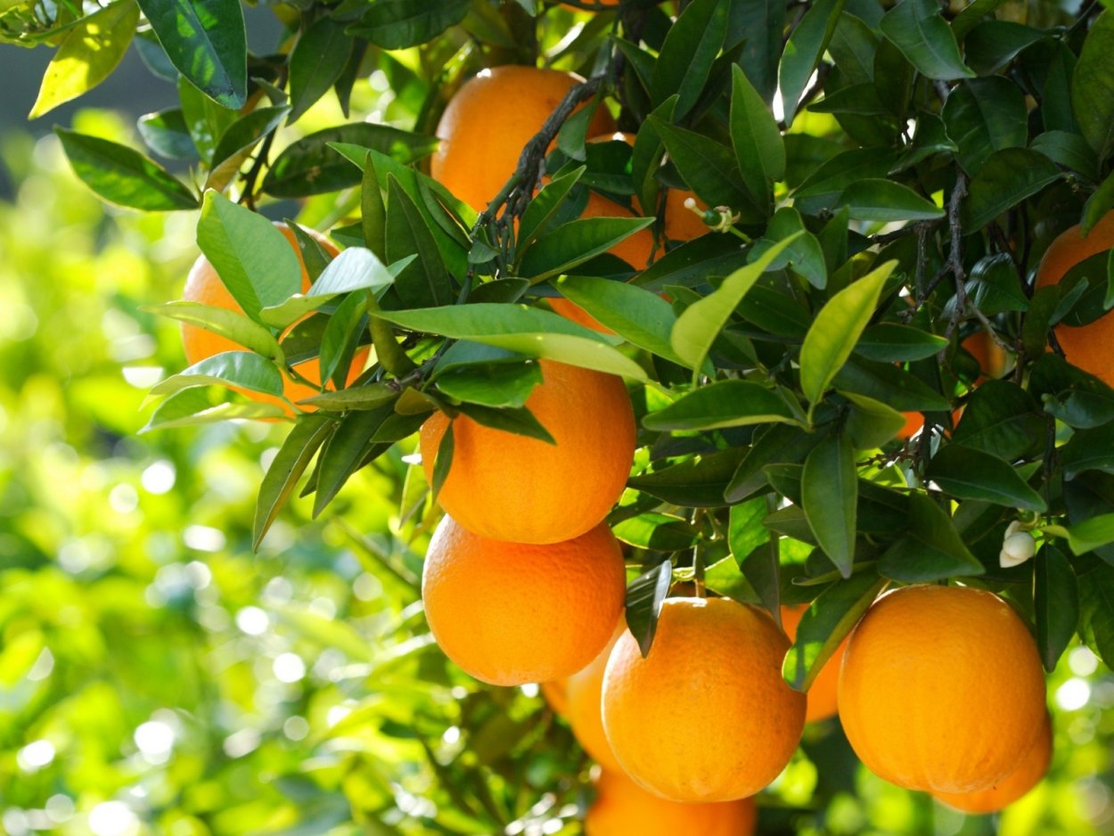 Жимолость каприфоль оранжевая