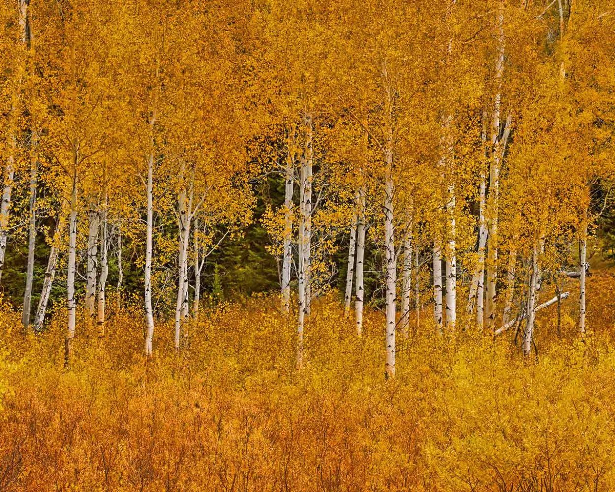 Фон Березки осенью