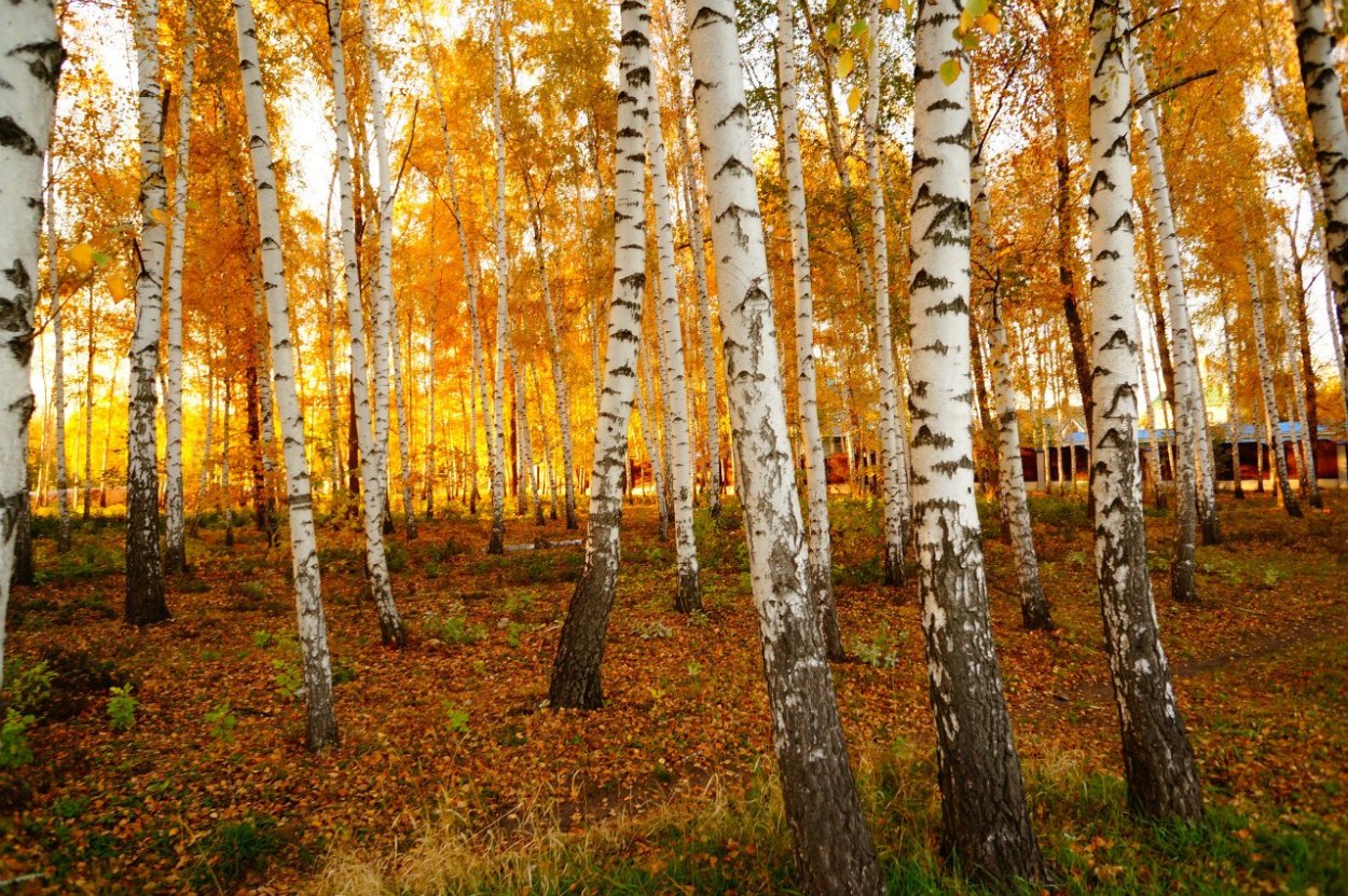 Осина и береза осенью