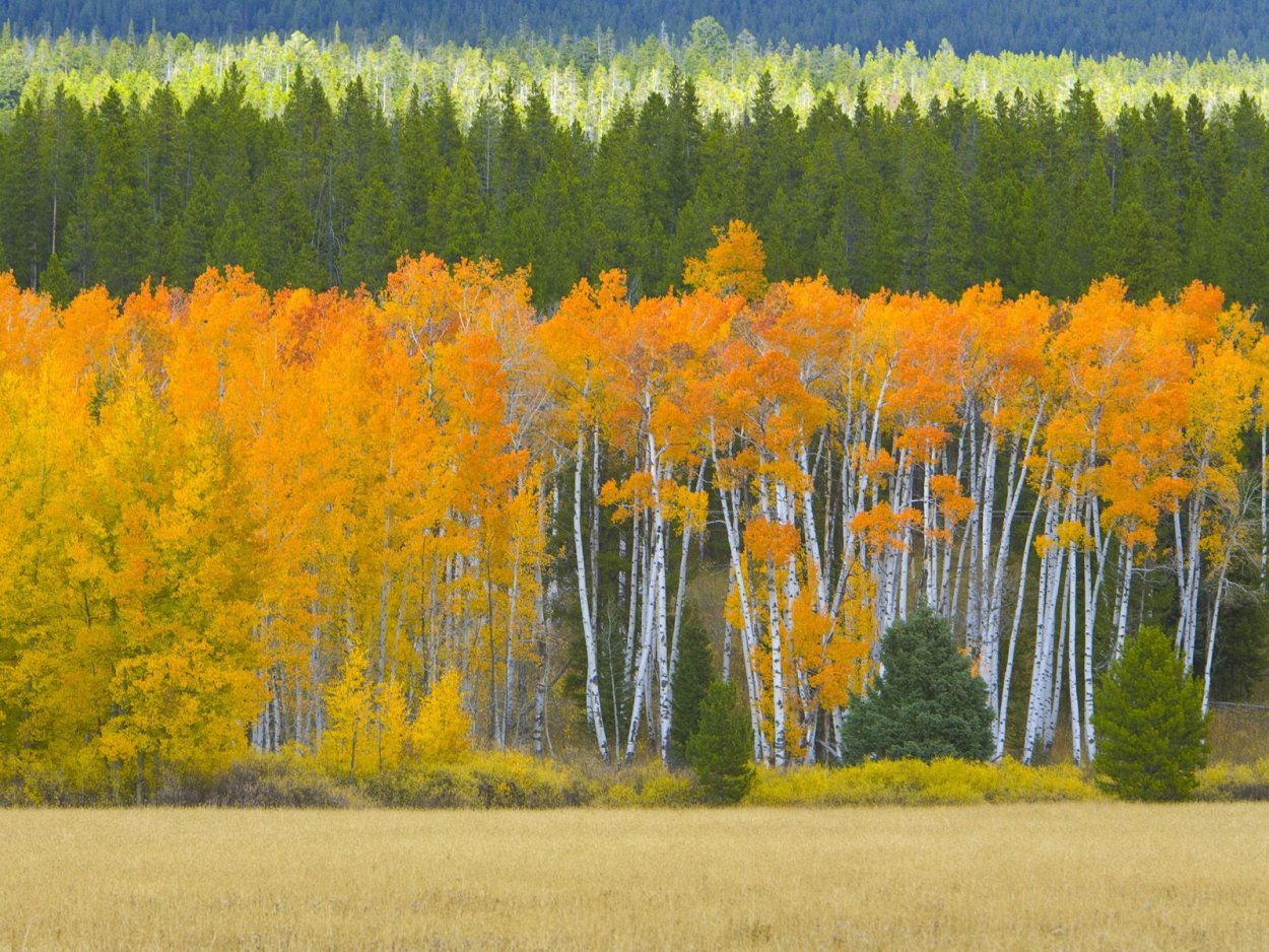 Золотая осень в лесу