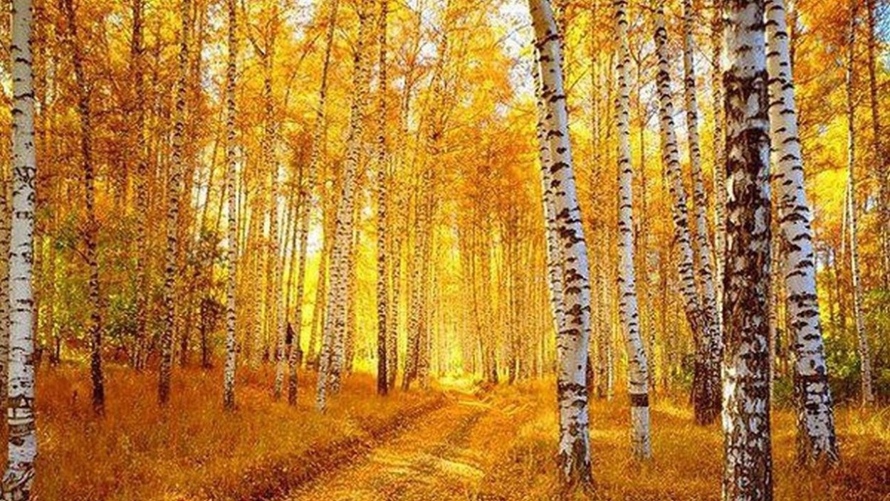 Берёзовая роща в Ростове на Дону