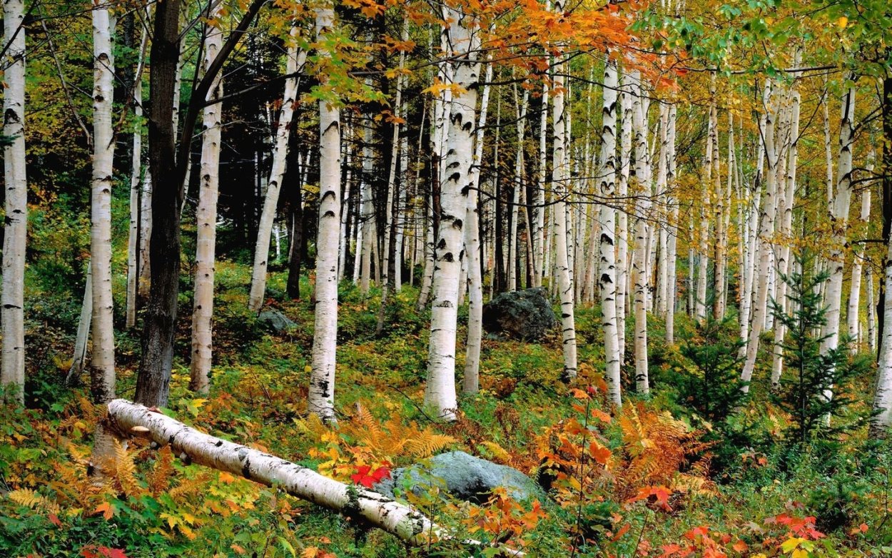 Осенний березовый лес