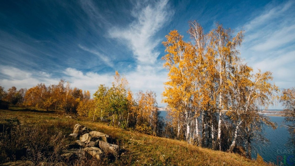 Листопад березы