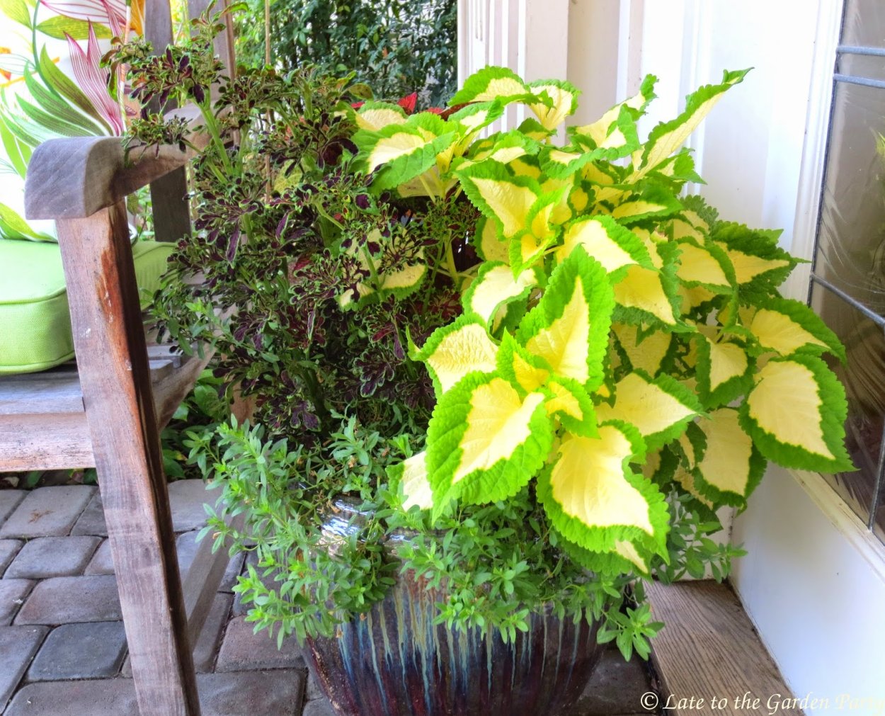 Колеус Грин Хало