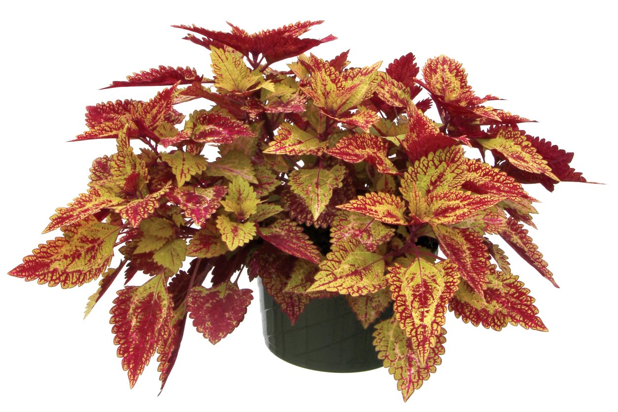 Колеус fishnet