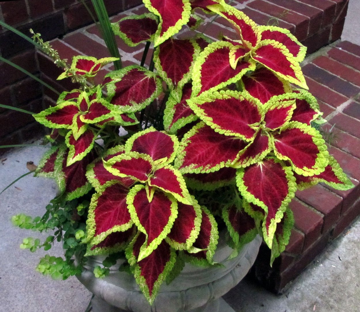 Колеус Green Chartreuse