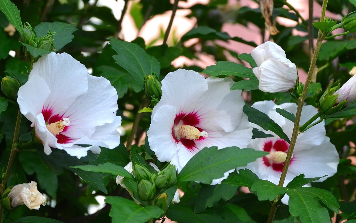 Гибискус Dainty White