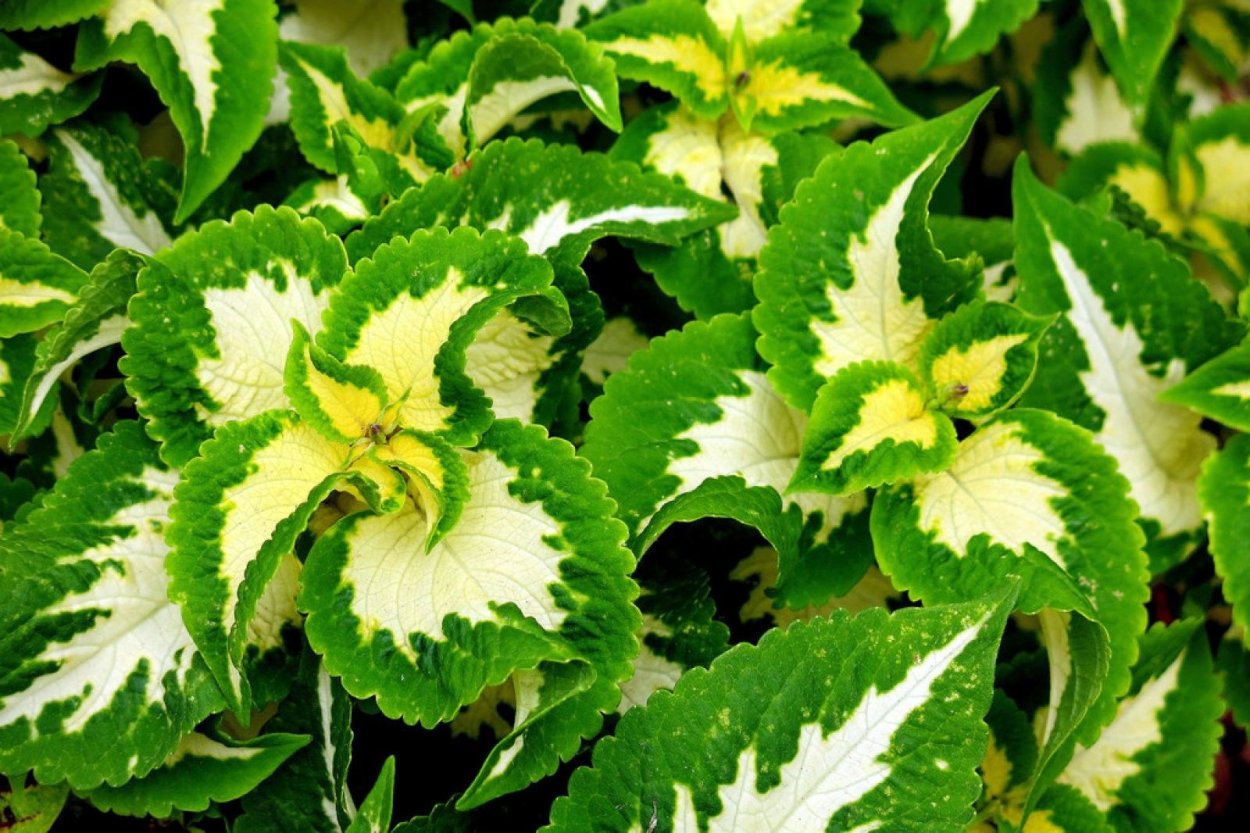 Колеус Визард Скарлет