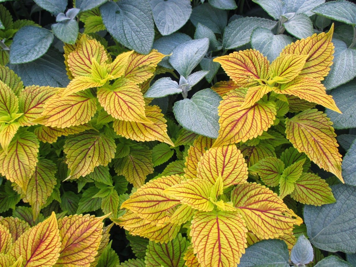 Колеус Goldmarie