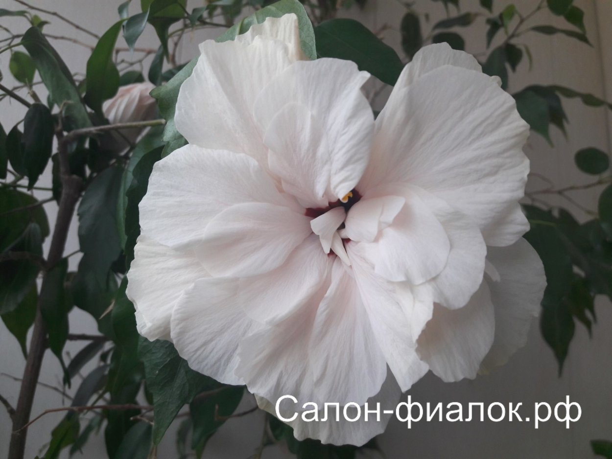 Гибискус Дабл Уайт