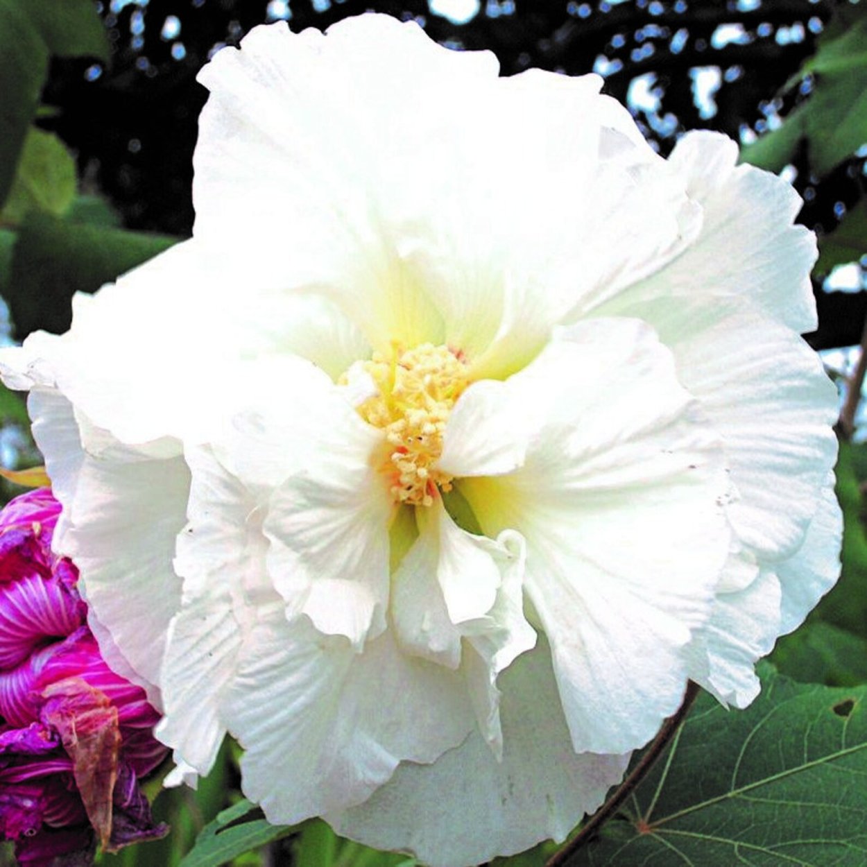 Гибискус цветет