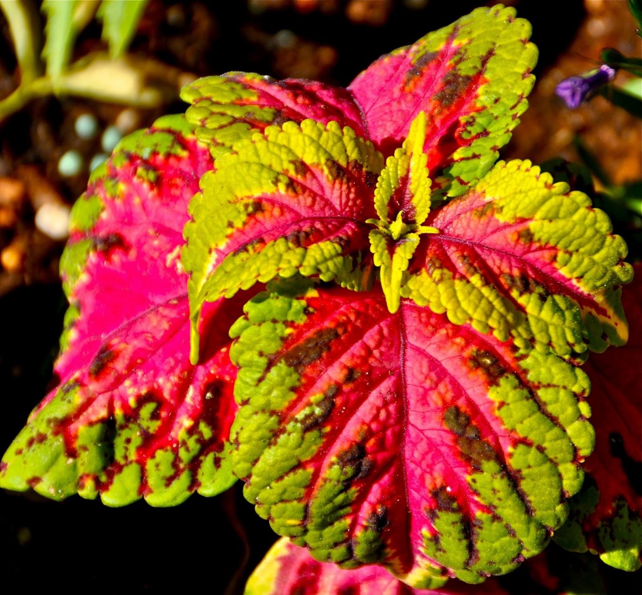 Колеус Lemon blush