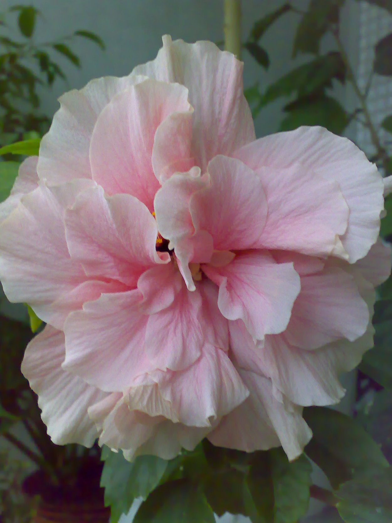 Гибискус желтый махровый