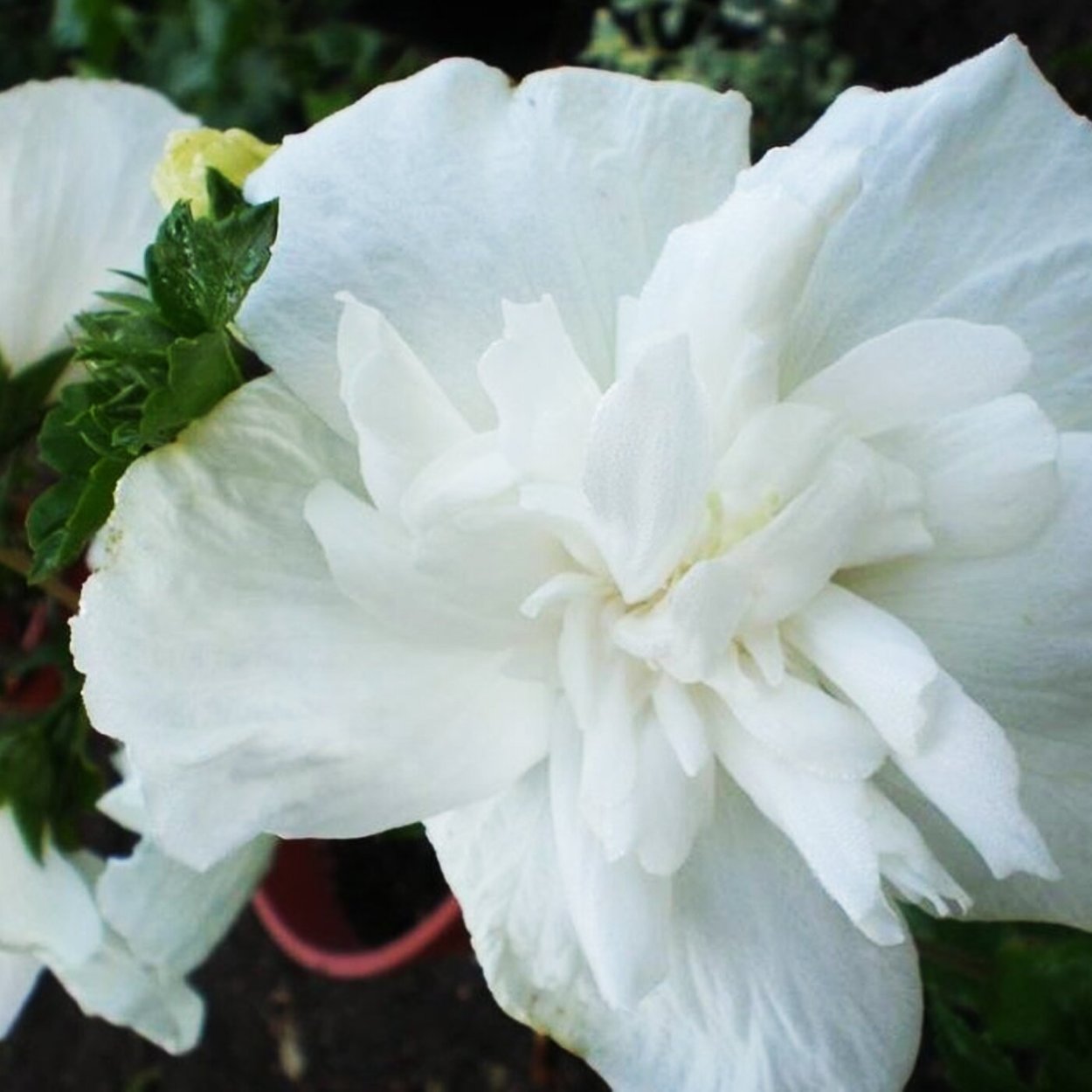 Гибискус белый махровый