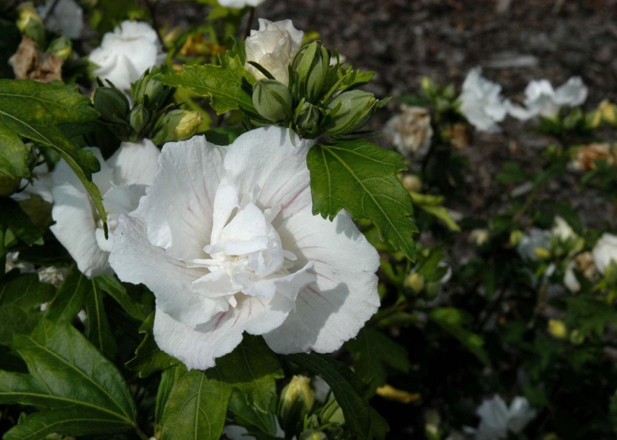 Гибискус белый лебедь