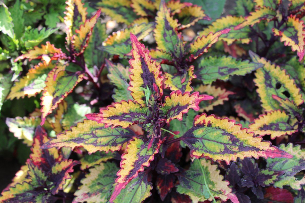 Колеус Stained Glassworks Velvet