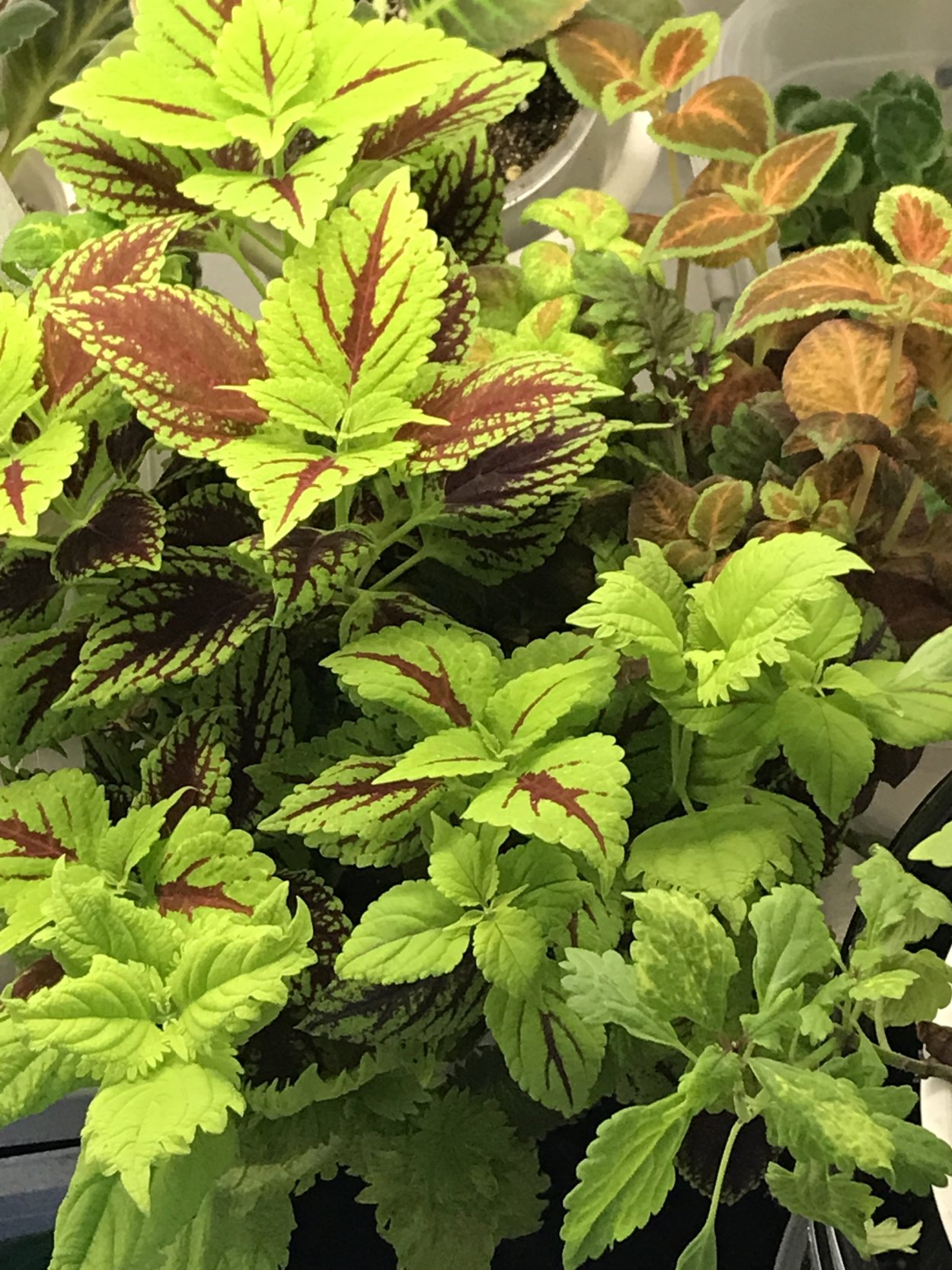 Колеус Грин Хало