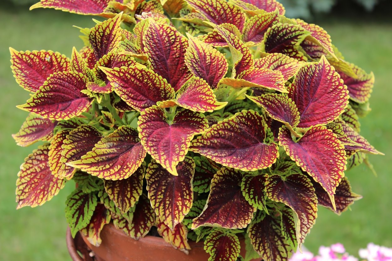 Колеус Ренельта