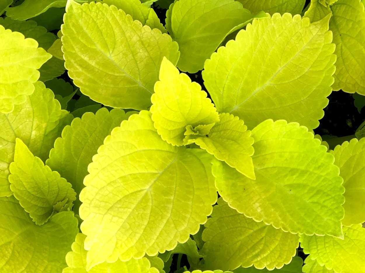 Колеус желтый