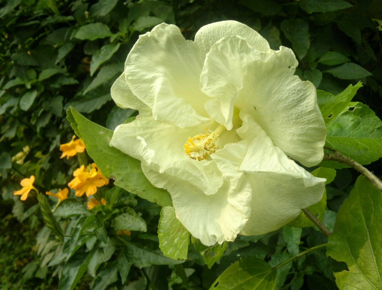 Роза Шарон (гибискус сирийский)