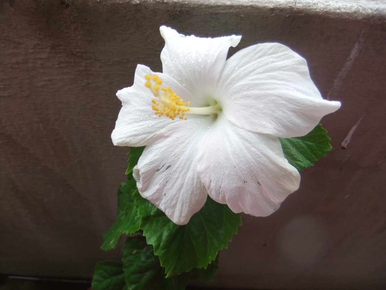 Гибискус цветок белый