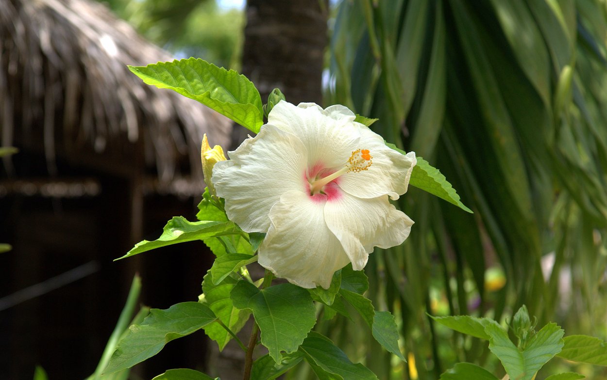 Гибискус Мальва