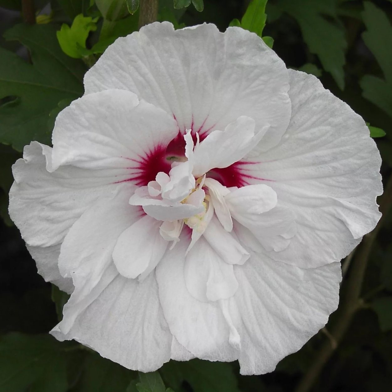 Гибискус цветок белый