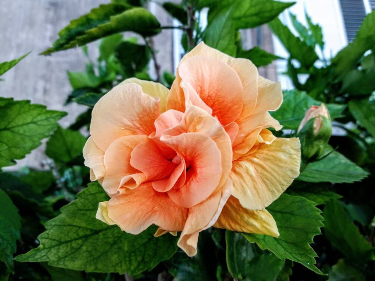 Hibiscus Dainty White