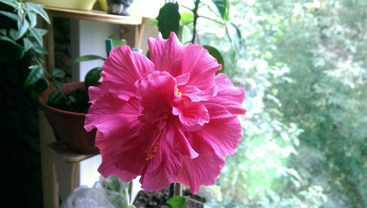 Гибискус желтый махровый