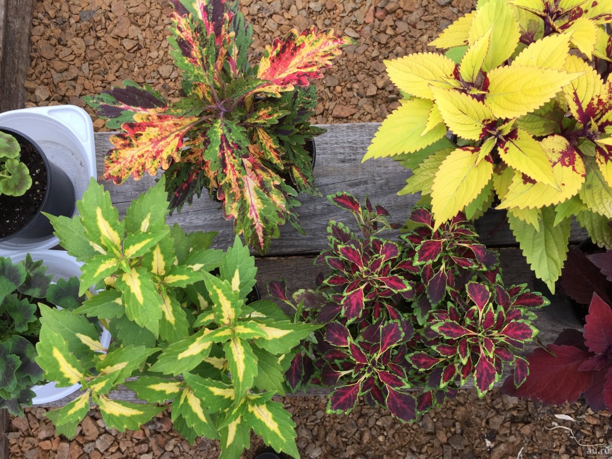 Колеус Glasshouse