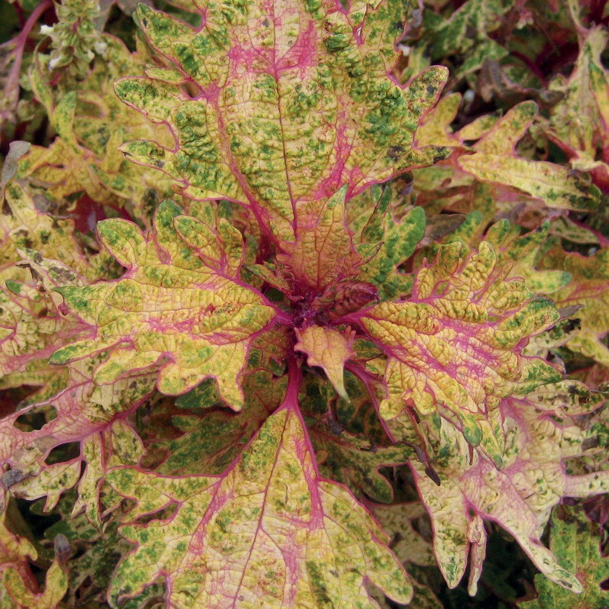 Колеус Визард Джейд