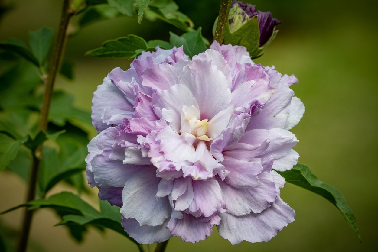 Цветок Малайзии гибискус национальный