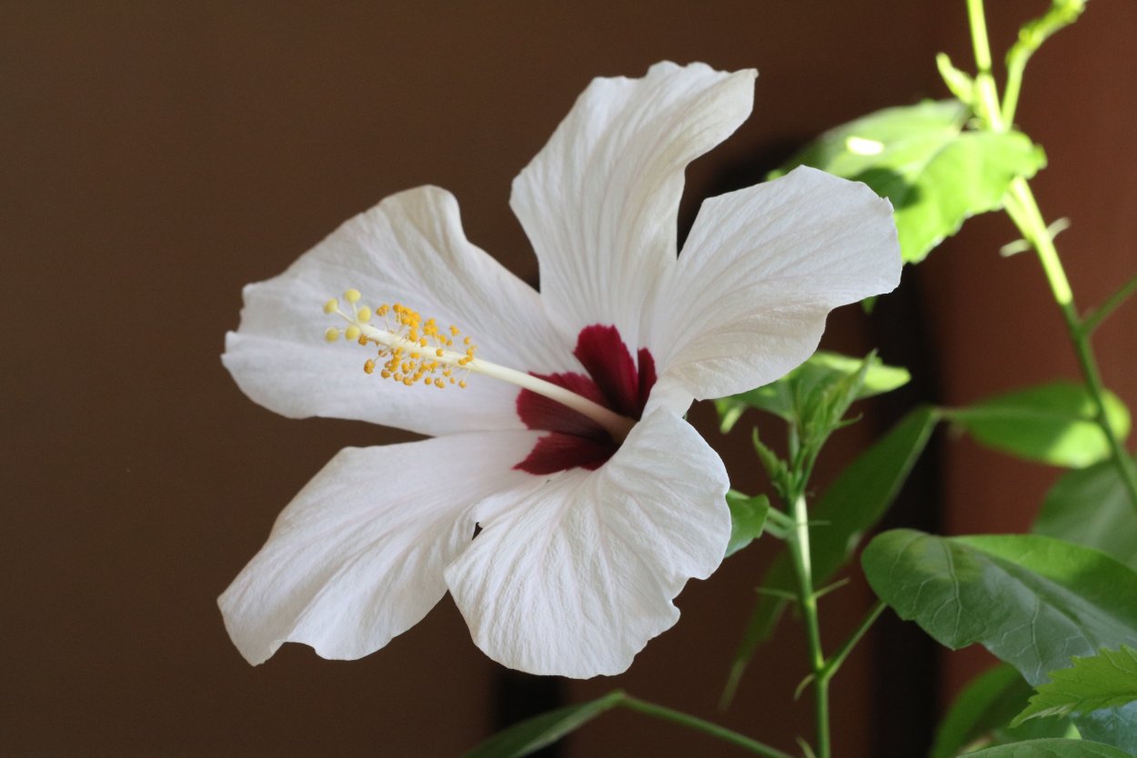 Гибискус Сван Лейк