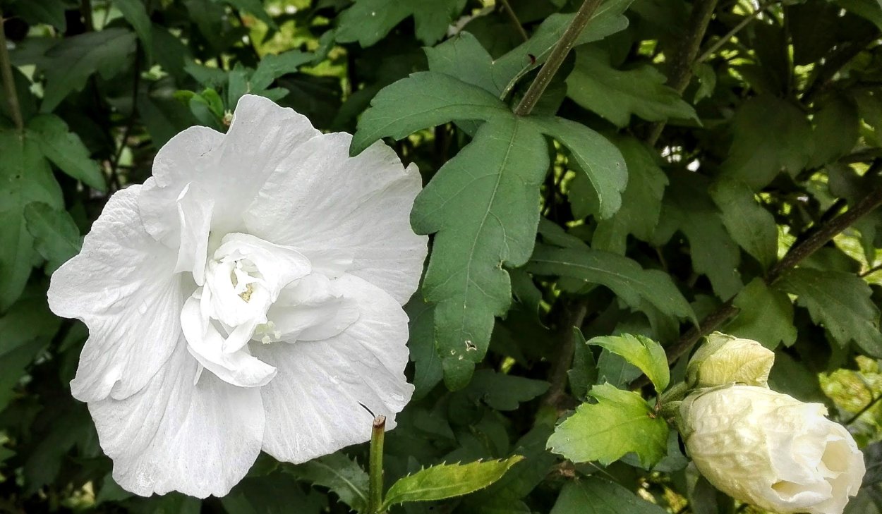 Гибискус цветок белый