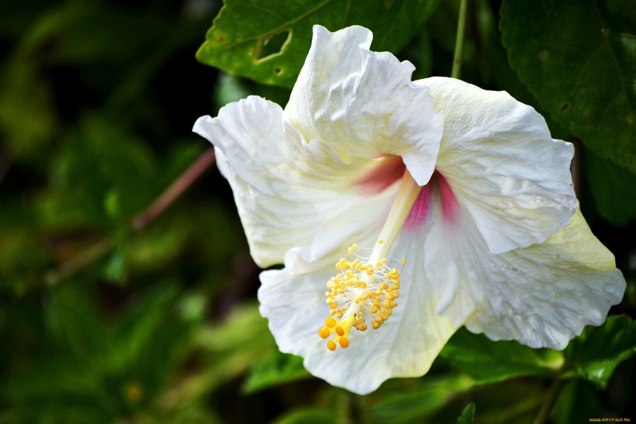 Гибискус Бориас