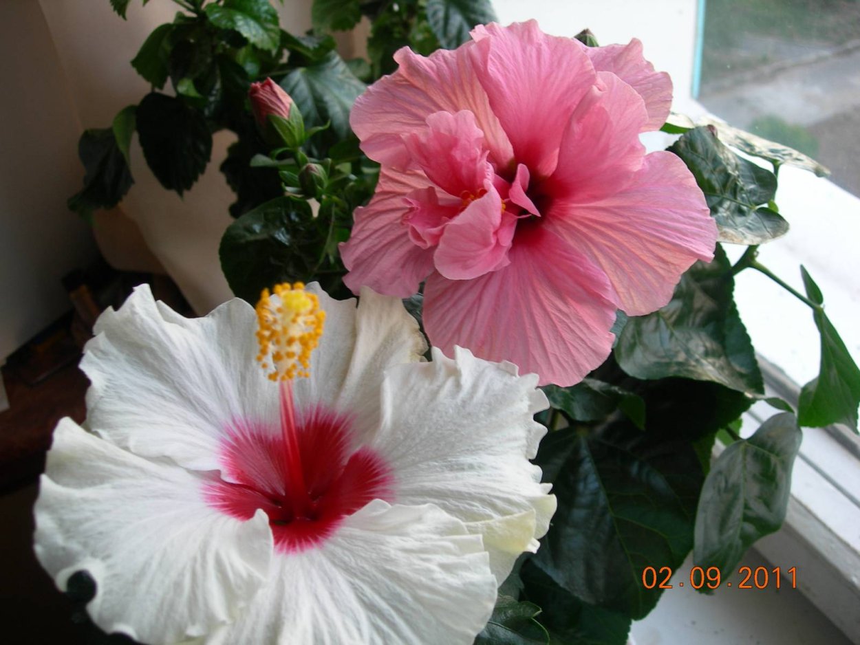 Гибискус белый куст