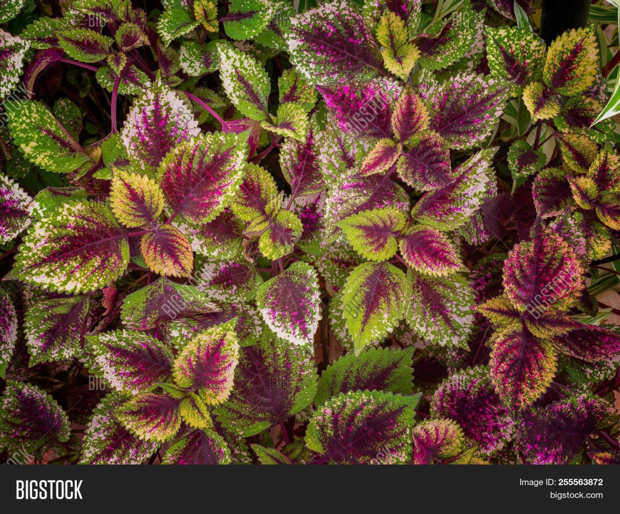 Колеус бриллиант