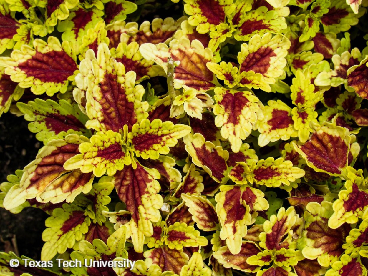 Колеус Coleus Juliet Quartermain