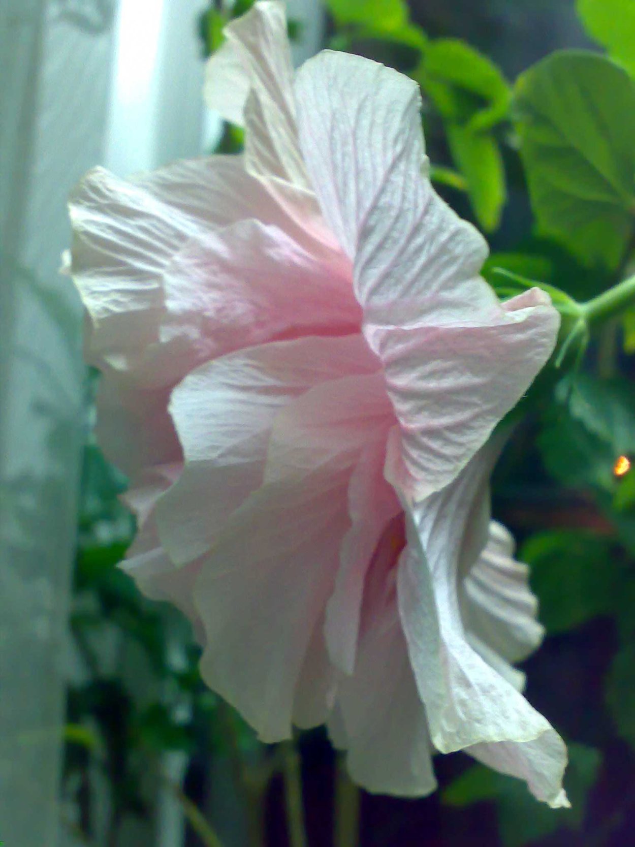 Гибискус персиковый