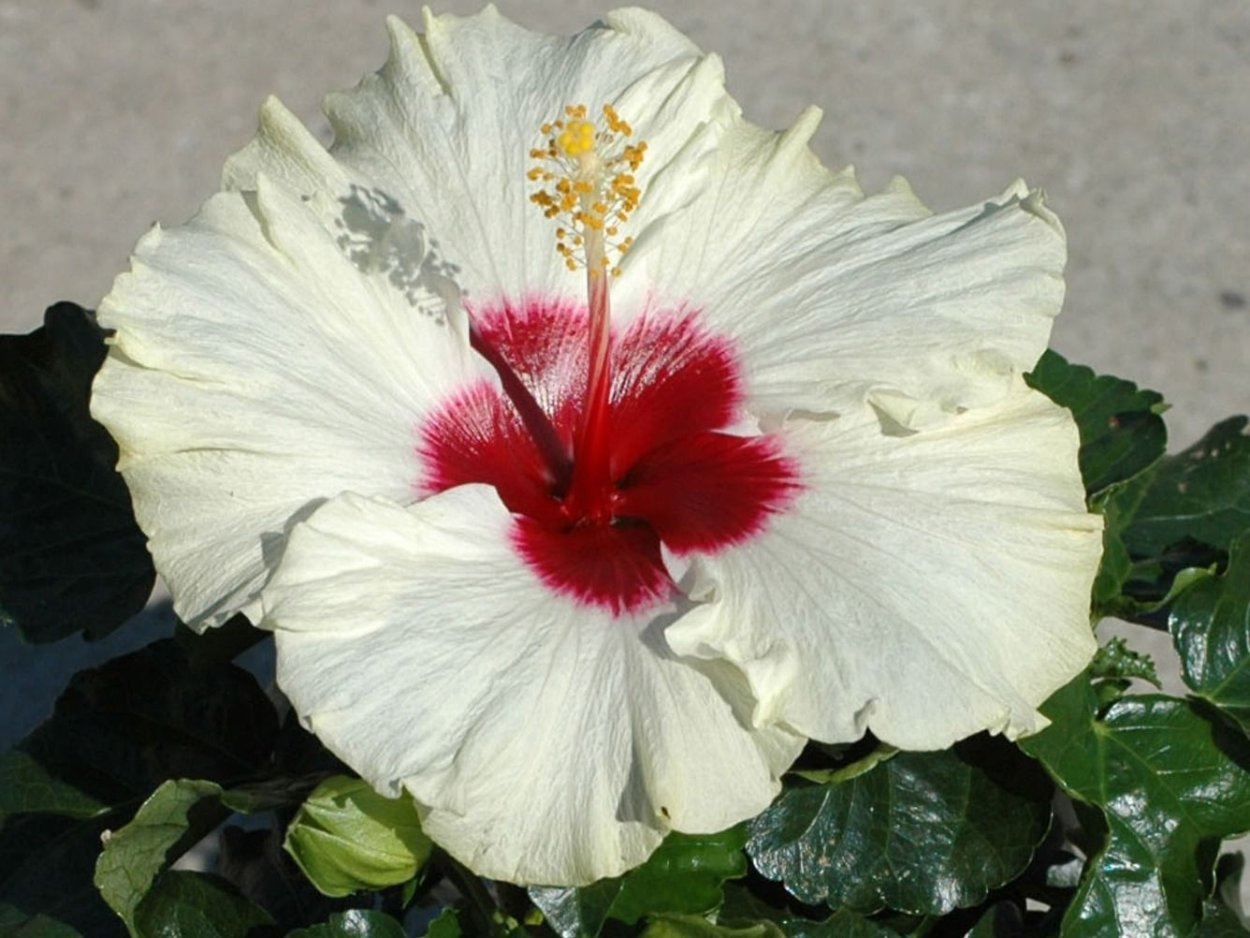 Гибискус цветок белый