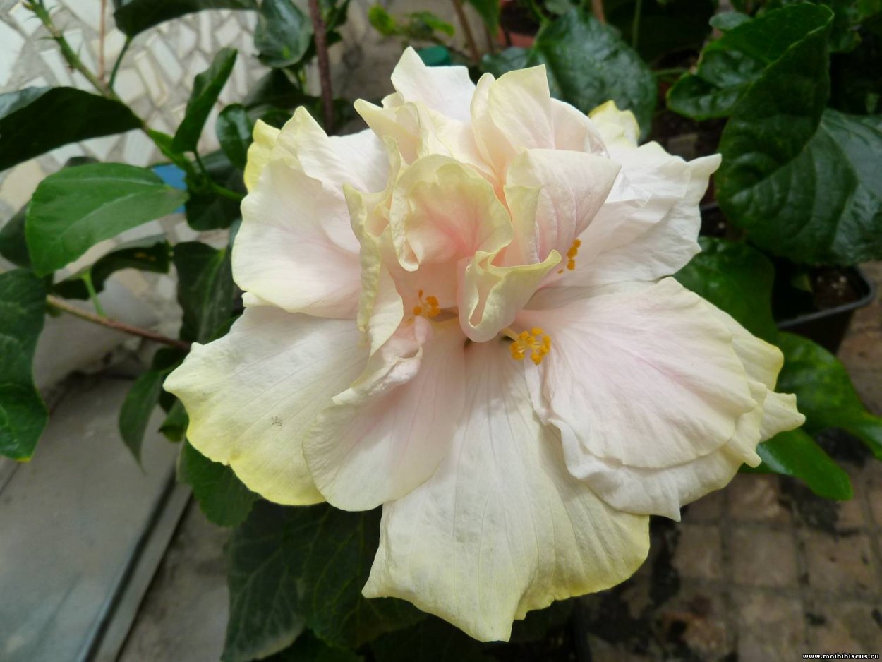 Гибискус Дабл Пинк