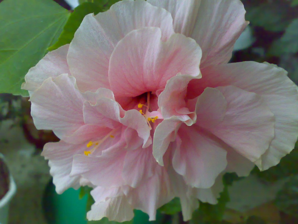 Китайская роза белая