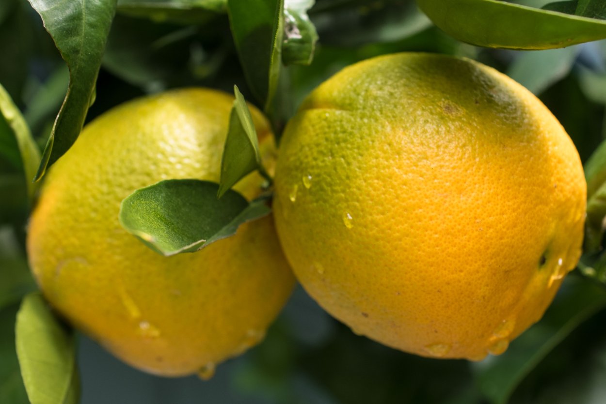 Лимон померанец гибрид